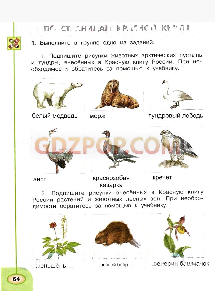 Окружающий мир 4 класс плешаков новицкая ответы. Окружающий мир 4 класс Плешаков красная книга России. Красная книга 4 класс окружающий мир Плешаков. Подпиши рисунки животных арктических пустынь и тундры внесенных. Гдз окружающий мир 4 класс красная книга России.