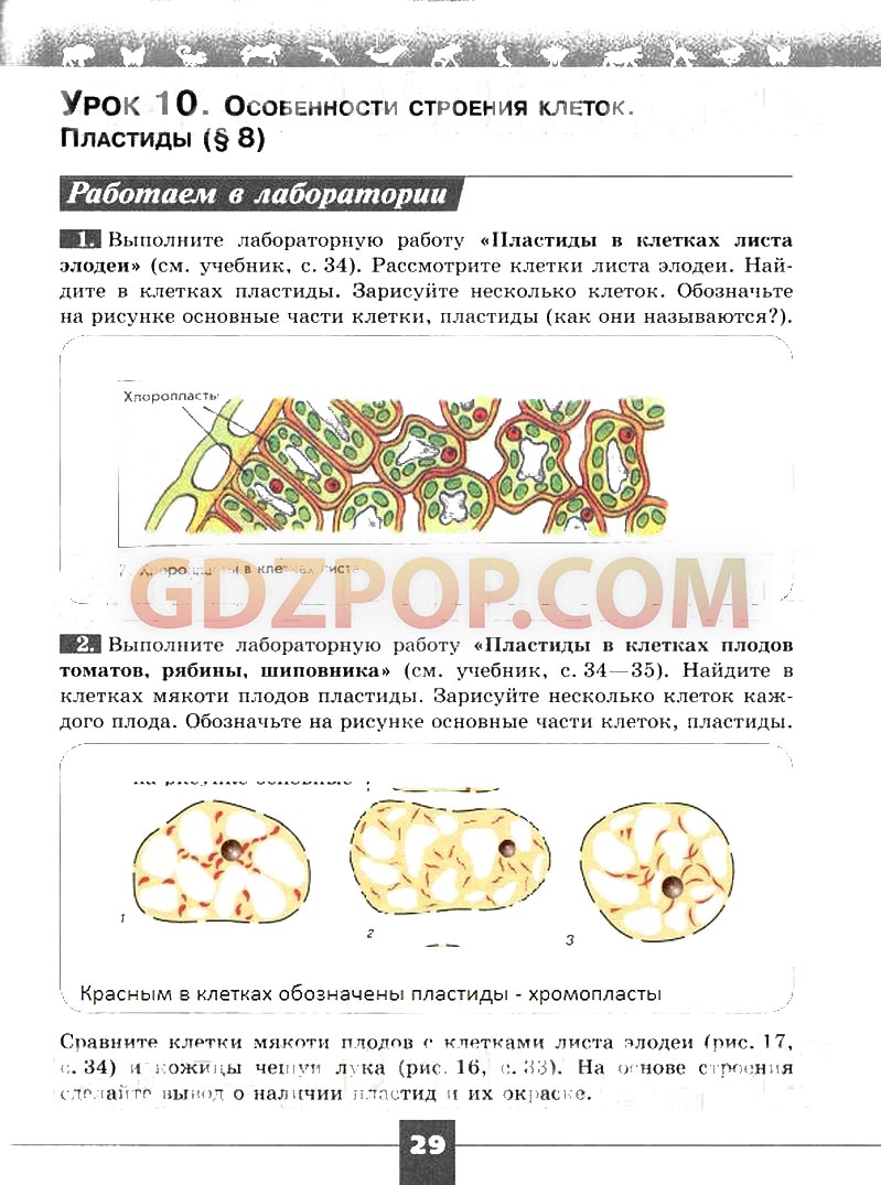 ГДЗ ГДЗ решебник по биологии 5 класс рабочая тетрадь Пасечник Суматохин  Ответы