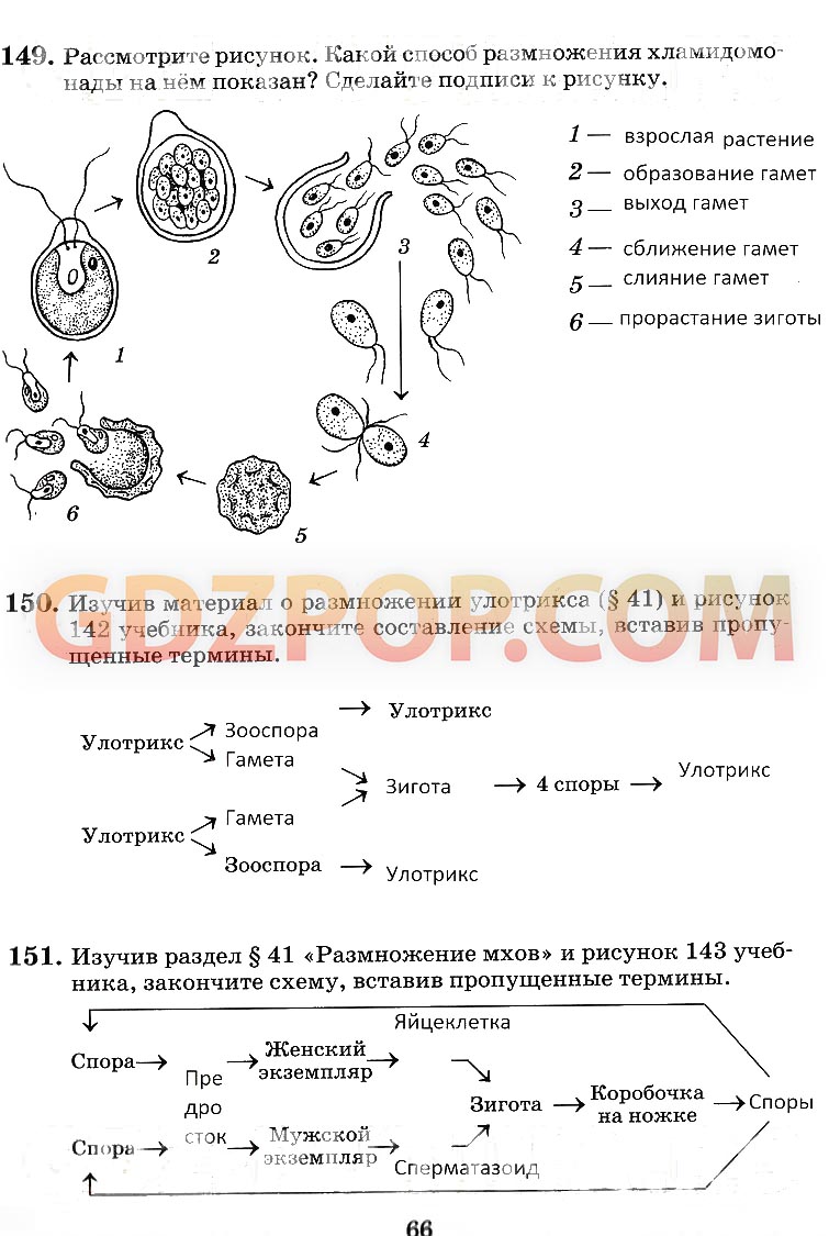 ГДЗ ГДЗ решебник по биологии 6 класс рабочая тетрадь Пасечник Ответы