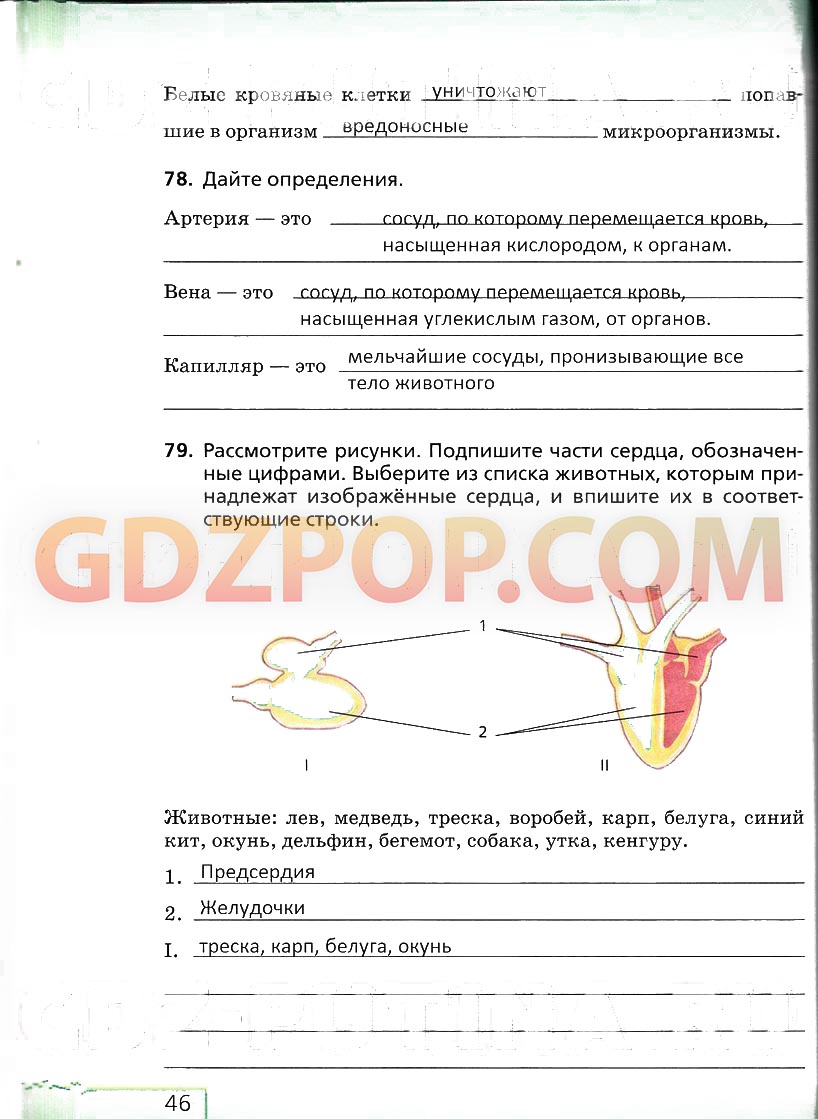 ГДЗ ГДЗ решебник по биологии 6 класс рабочая тетрадь Сонин с белочкой Ответы