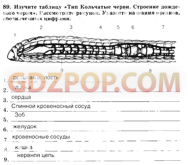 Рассмотрите рисунок какие органы обозначены цифрами