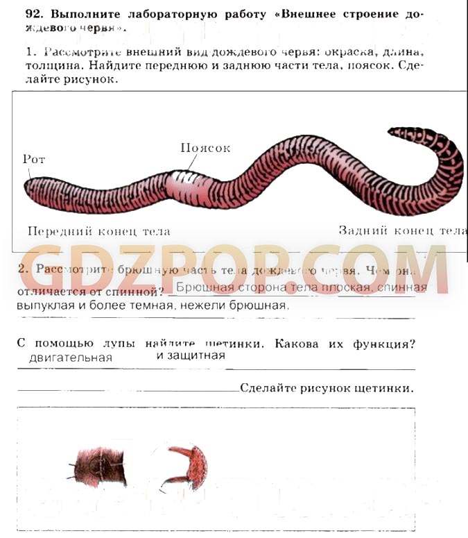 Контрольная по биологии черви
