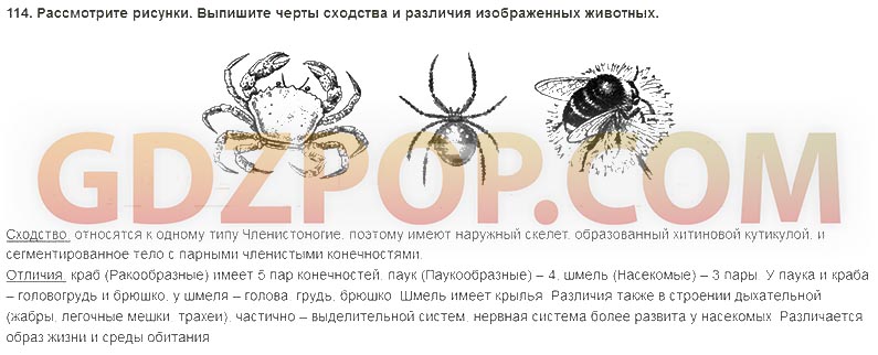 Рассмотрите рисунки к каким классам относятся животные обозначенные цифрами выпишите черты сходства